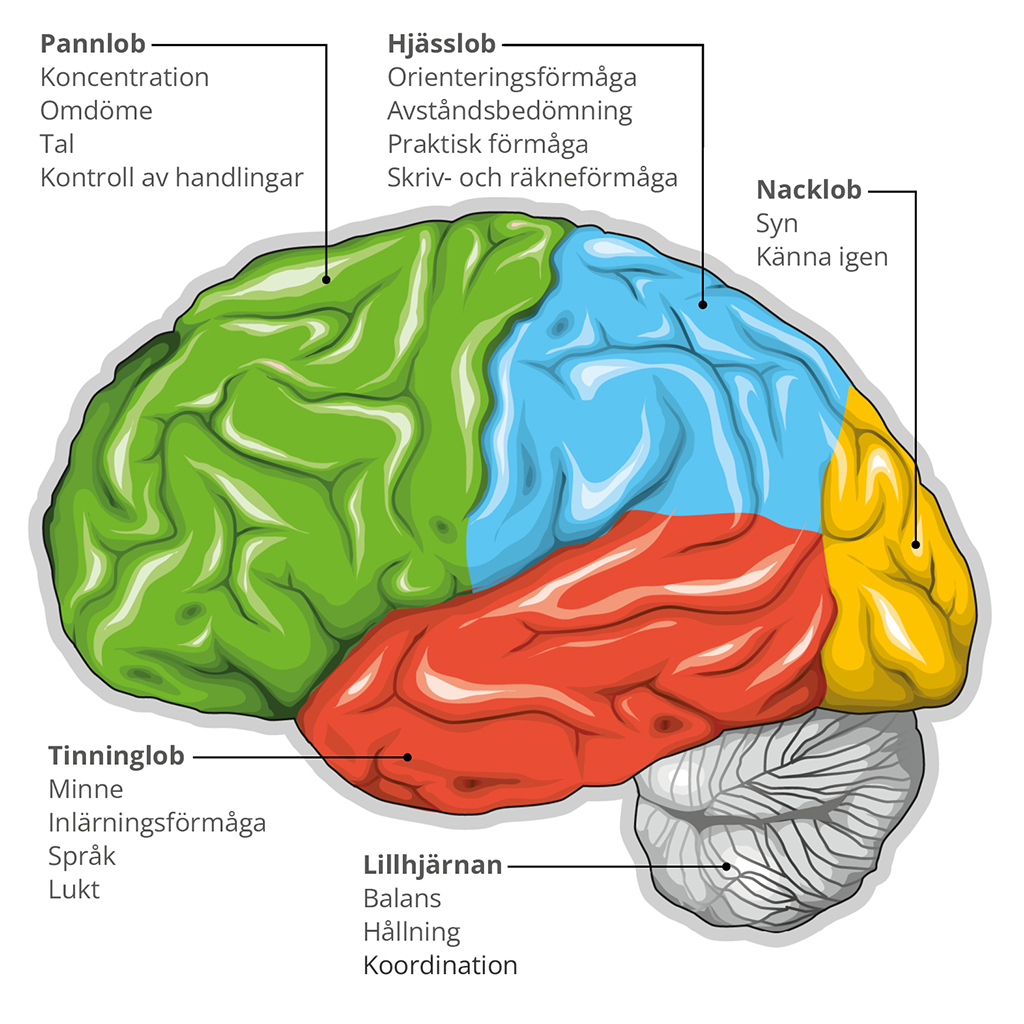 Bild på hjärnan och dess olika lober.