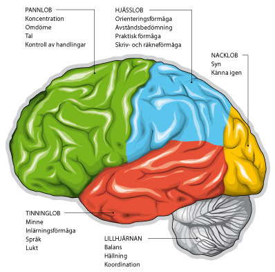 bild på hjärna